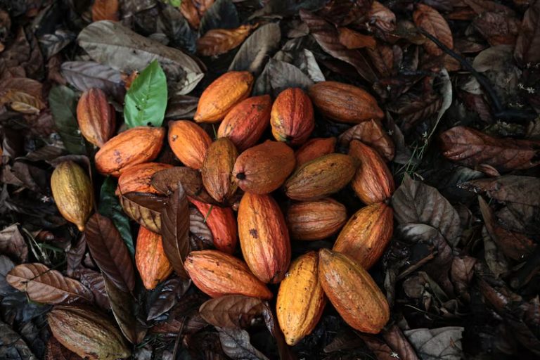 Precios del cacao alcanzan su nivel más bajo desde noviembre 2024