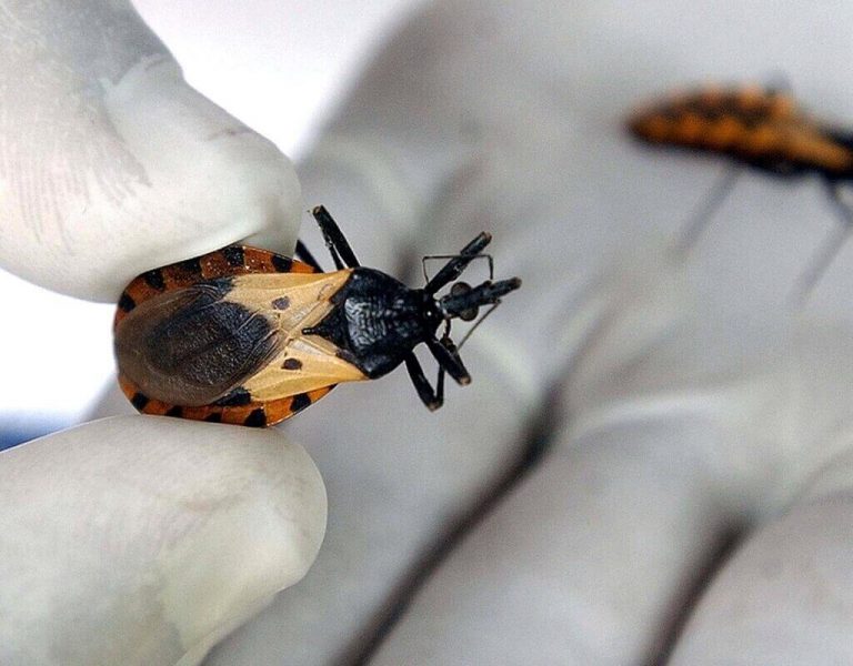 IDEA trabaja en tratamiento para atacar Mal de Chagas y Leishmaniasis