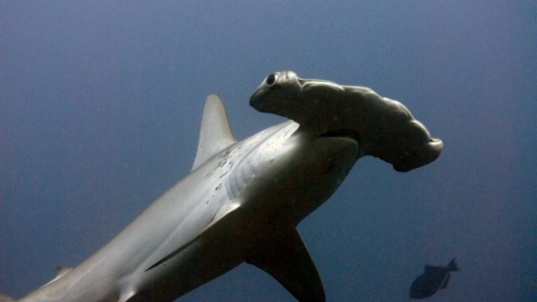 Tiburón atacó a surfista frente a la costa de las islas Canarias