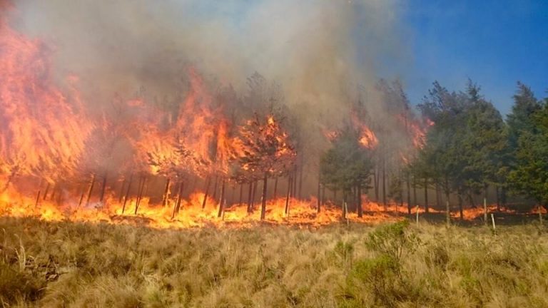 Incendio de grandes proporciones se desata en reserva forestal de Bolivia