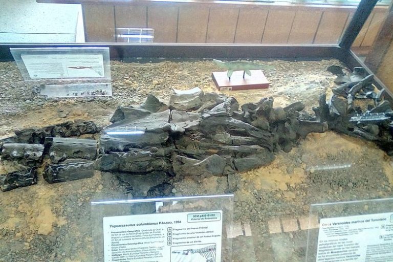 Reestructuración de museo José Royo en la UCV permite preservación de más de 30 mil piezas