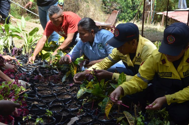 Ministerio de Ecosocialismo impulsa producción de 10 millones de árboles en viveros