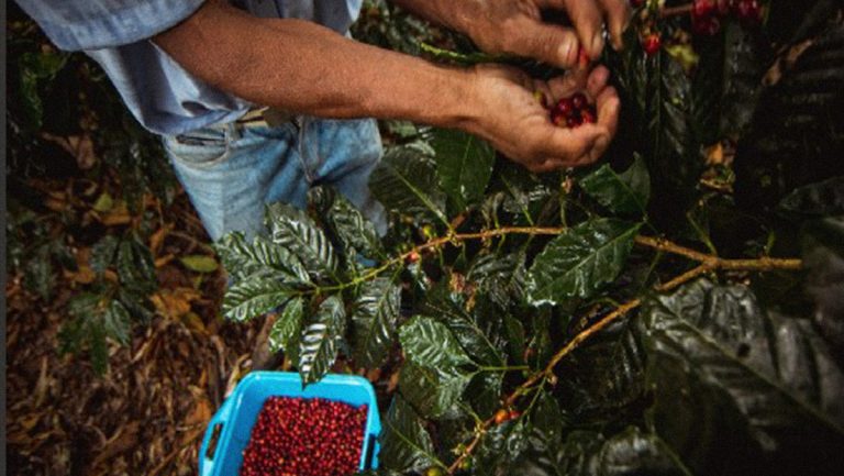 Ivic abre inscripciones para taller Proyecto Café
