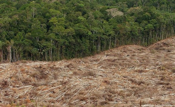 perdida de bosques