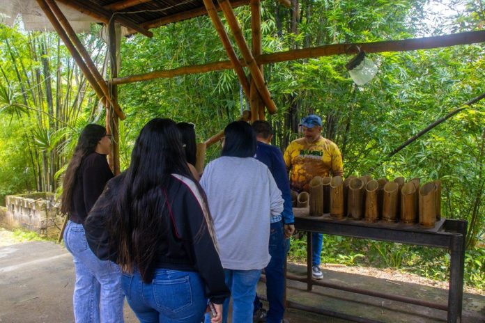 Venezuela diseña norma para construcción con bambú de alta resistencia