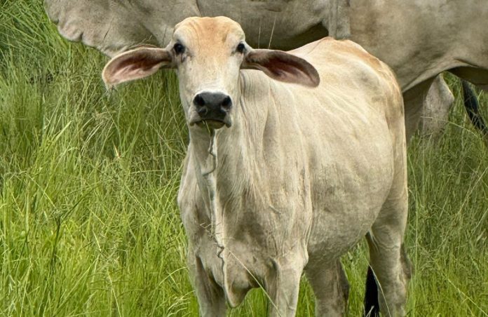 La primera fase del proyecto contempla cuatro meses de caracterización de campo, desde septiembre hasta diciembre, seguidos por ciclos de vacunación.