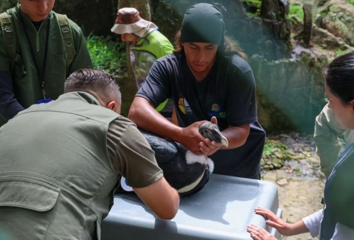 Programa de Conservación del Cóndor Andino reporta unión de dos parejas de aves para su reproducción controlada en Mérida