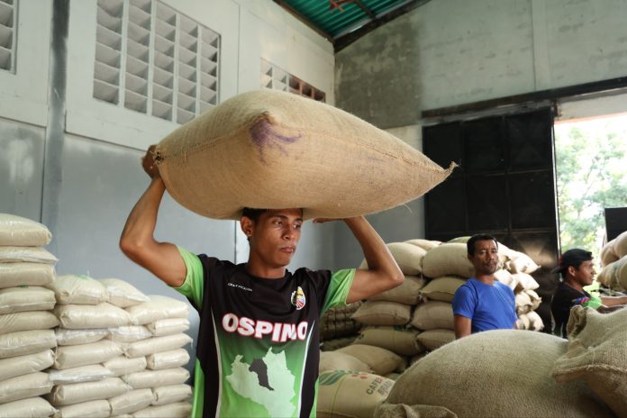 Comunas de Portuguesa arriman 200 quintales de café verde tras financiamiento