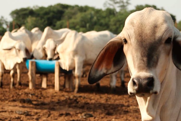 98% de la carne y leche que se consumen en Venezuela es de producción nacional