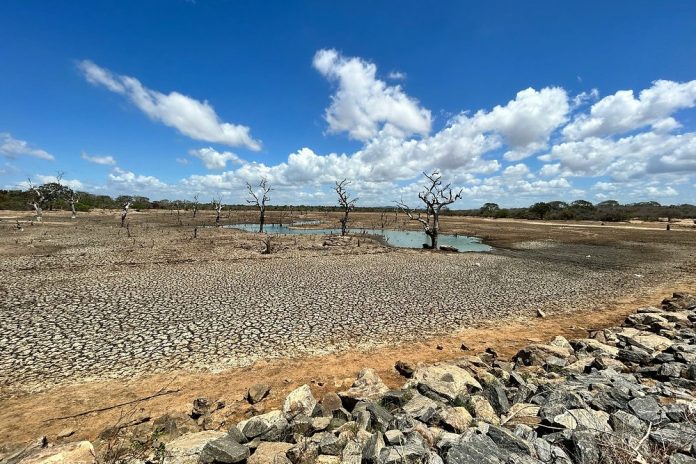 Terreno árido con tierra agrietada y árboles secos por sequía extrema
