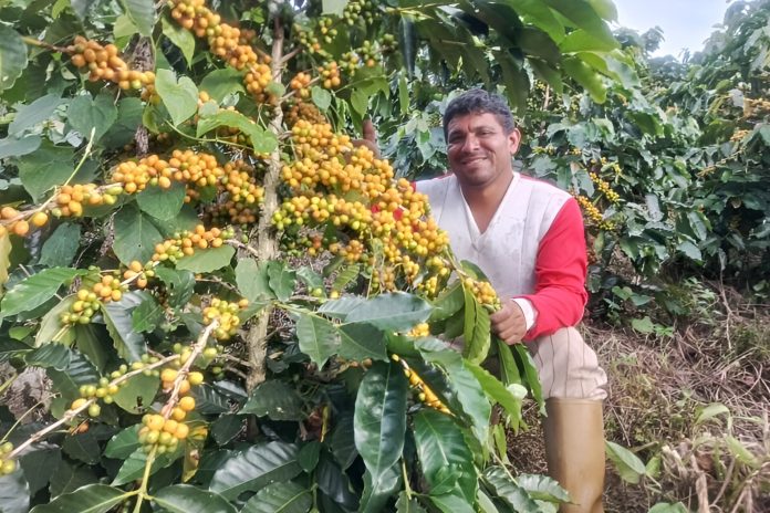 Venezuela alcanza récord en producción de café y proyecta escalar al top 11 mundial
