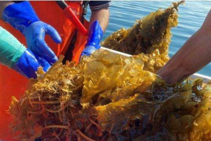 Exportan desde Nueva Esparta 164 toneladas de algas deshidratadas y pescado congelado