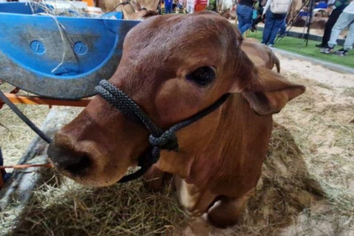 Expocomercial Ganadera se extenderá hasta el 11 de octubre con exhibición de 600 animales en Zulia